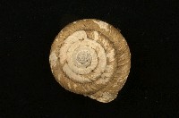 藏品(臺灣鱗盾蝸牛)的圖片